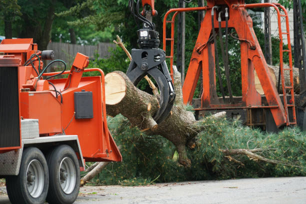 Tree Root Removal in Orofino, ID